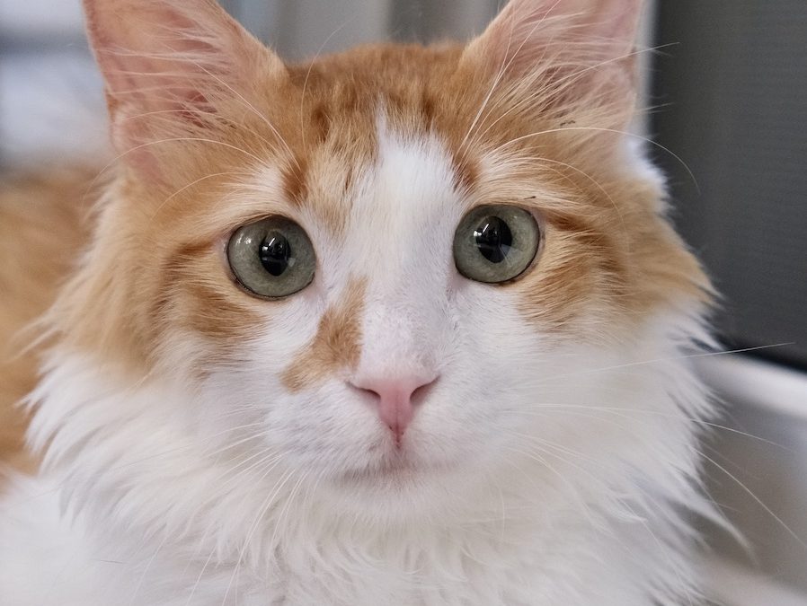 Orange and white cat looking directly at camera